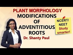 Modification of adventitious roots | Morphology of flowering plants | NCERT class 11 Biology | NEET