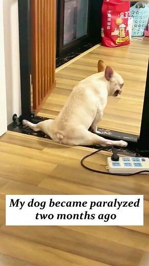 My dog become paralyzed two months ago,I am determined to do something for him…#frenchie #frenchbulldog #pets #frenchielovers #petlife #petlove #frenchiesoftiktok #cutedog #doglover #puppytiktok #dogmoment #dogs #fyp #foryourpage