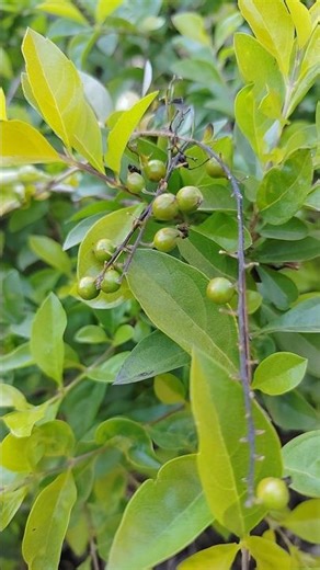 Duranta Erecta Berry | Pigeon Berry | Bablu blogs #duranta #pigeon #shorts