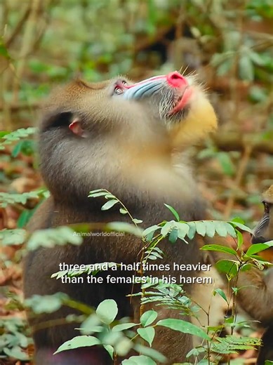 Leopard vs. Tiger: Dominance in the Animal Kingdom