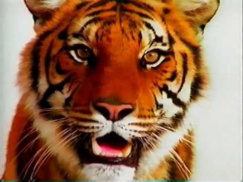 ビジュアル博物館_ネコ科の動物_[pt.1 of 2]_Eyewitness Cat