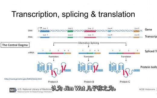 基于NCBI的基因和序列初学者指南