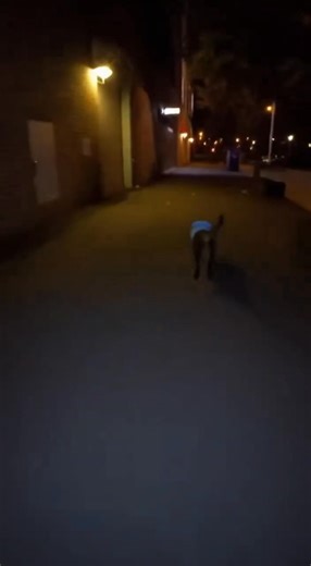 Cat Busted With Catnip Tries To Escape | Funny Cats