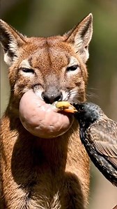 Bird Saves Fossa From Massive Hidden Parasite!