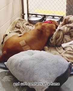 44K views · 2.6K reactions | Update: Clifford is in foster care ♥️...