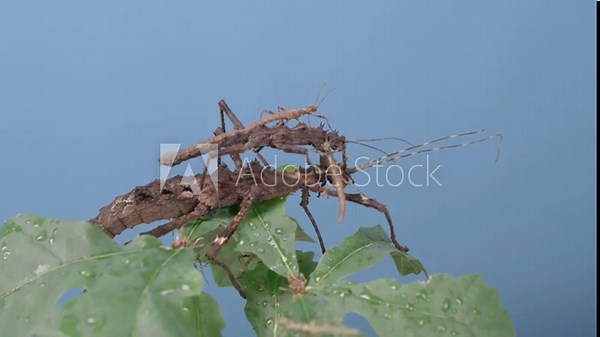 Stick insects of different ages on oak leaves