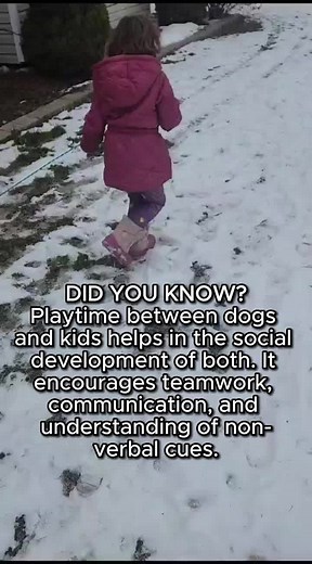 Watch these adorable Bernedoodles/Goldendoodles make every walk a fun adventure with their little buddies! 🚶‍♂️🐶 #PlaytimeVibes #goldendoodlesoftiktok #bernedoodlesoftiktok #cuteanimals #puppylove