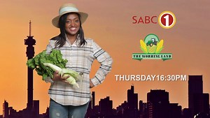 Be sure to catch the Agricultural Research Council on this week's episode of Working Land. Working Land airs on SABC 1 on Thursdays at 4:30 pm. 📺 | Agricultural Research Council