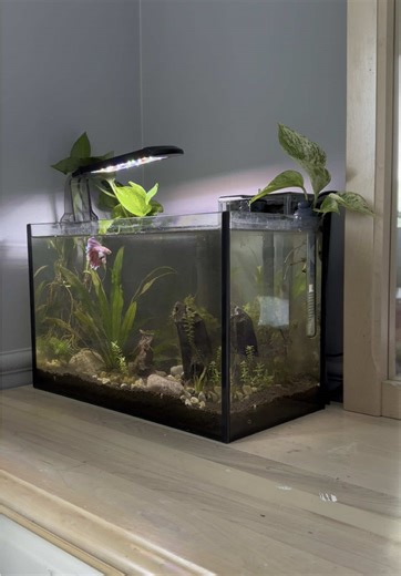 Betta Fish Tank Setup: Moving and Redesigning