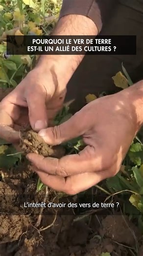 🪱 Et si la fertilité de nos sols dépendait… des crottes de vers de terre ? Demain, c’est la Journée mondiale des vers de terre 🌍 L’occasion idéale de rappeler leur rôle essentiel et pourtant invisible : ➡️ Ils creusent des galeries qui aèrent la terre et la rendent plus perméable à l’eau 💧 ➡️ Ils ouvrent des chemins pour les racines, aidant les plantes à mieux pousser 🌱 ➡️ Leurs “turricules” (leurs crottes, oui oui !) enrichissent le sol et le rendent plus fertile ✨ 🎬 Dans Paysans du Ciel à