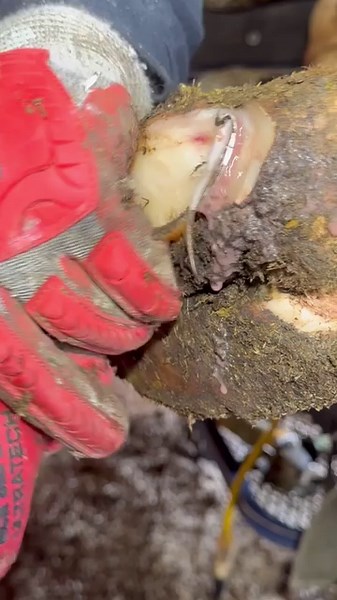 11M views · 50K reactions | Blasting fluid out of HOOF! | Steve Wunderlich Hoof Care | Facebook