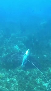 67K views · 1.2K reactions | Big dog snapper came in hot  and @zozo_spearfishing delivered with a perfect stone shot! The fish weighed in at 8.3 kg (18.3 lb) speared in Martinique  | Spearchannel | Facebook