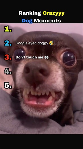 MAKE THIS VIRAL 😂 Ranking Crazy Dog Moments #funny #dogs #viral