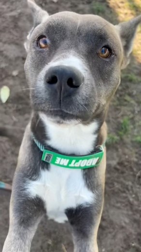 1.3K views · 44 reactions | Saturn: #A1235090, Female, 2 years, 46...