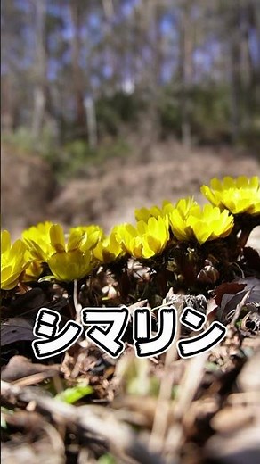 【実は危険な植物】福寿草 #shorts