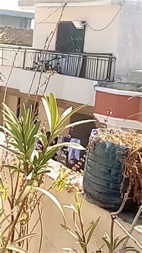 Common Myna Birds Chirps