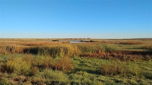 12 reactions | Bitter Lake NWR. The Sandhill Cranes were back in the thousands. ❤️ their sound | Chris Chappell | Facebook