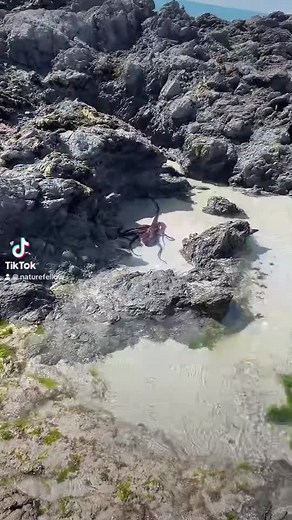 Octopus in the tidal rock pools, Taieri Beach, New Zealand#Beautiful #Octopus #Grace #Graceful #Rocks #Rockpool #Beach #Ocean #ForYouPage #NewZealand #TikTok