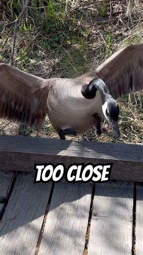 GOOSE JUMP SCARE!! 🪿⚠️