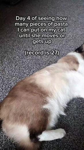 Creative Cat Stacking Ideas with DVD Cases