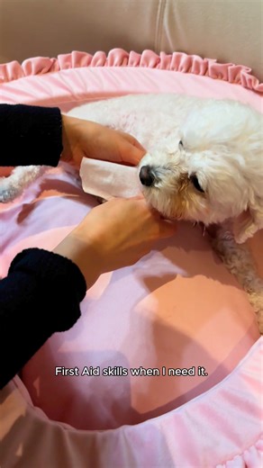 2.5K views · 15 reactions |  New course alert for pet lovers!  Our...