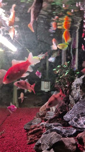 Ikan makan besar | fish big feeding #aquarium #nature #cichlid #animals