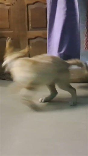 #funny #doglife #dog #hindisong #happy #love