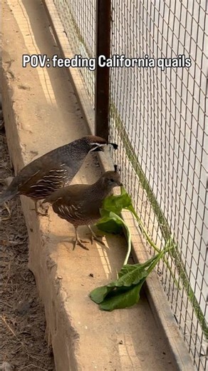 POV: feeding California quails