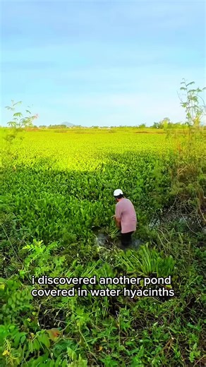 A massive pond of tilapia has been discovered #fishing #fish #fishtok #fishinglife #fisherman