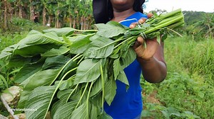 Callaloo CAPSULES (amaranthus Viridis) | 600mg | 100% Organic & Wildcrafted Jamaican Herb | Vegan | Free Shipping - Etsy