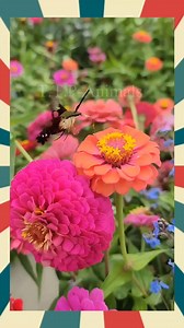 42K views · 1.1K reactions | Sphinx Moth | T.T.P-Animals | Facebook