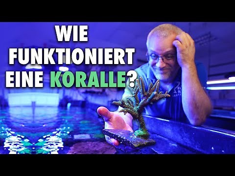 Wie funktioniert eine Koralle?