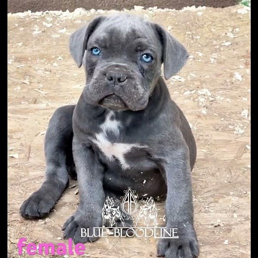 female cane corso puppy (blue brindle)