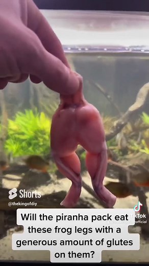 30 PIRANHA VS!!! (Frog legs) | UaruJoey
