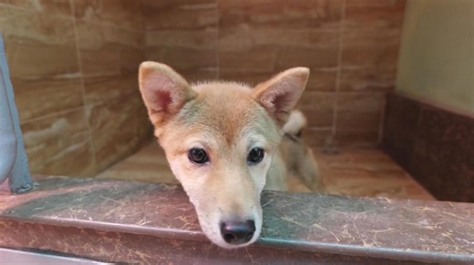 China-servicios para mascotas/fiesta de primavera