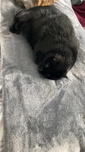 Choo choo! It’s the snuggle train! #cat #snuggles #naptime