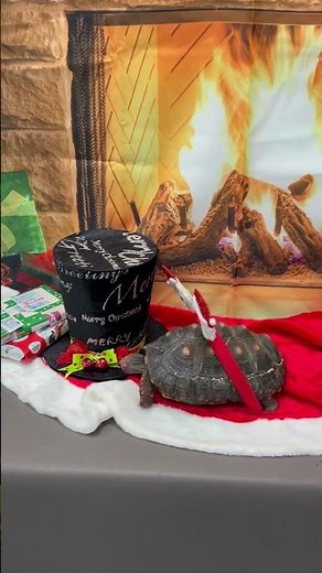 Cozy up with Shelly to enjoy Christmas in the library.