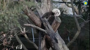 ❤️🐼 Giant panda cub Xiao Qi Ji turned 6 months old, tried a new homemade treat and found a new favorite hangout spot. Get the scoop on our little cub’s big week! ✏️STORY: https://s.si.edu/2MrgVxF. . . . 📧 Get pandas in your inbox! Sign up for the Giant Panda Bulletin: https://nationalzoo.si.edu/email. . . . #PandaStory #PandaCubdates | Smithsonian’s National Zoo and Conservation Biology Institute