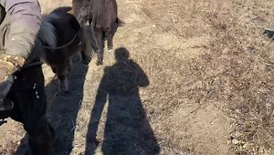 9K views · 1.1K reactions | Merry Christmas to all... from all of us at the TY Ranch!  Ty said it’s the hike of misfit toys: horses you can’t ride, a cat with no tail, a dwarf sheep, and the runt pig.  First day we’ve taken Dede & Sweetie on a hike. They loved it and stayed with us better than a dog  | Paige Murray’s Boots & Biscuits | Facebook