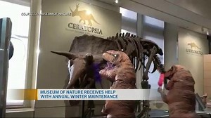 T-REX CLEANING CO.: They'll make YOUR dirt and dust EXTINCT! (Well done, Museum of Nature!) 🦖🦖 | CTV Ottawa Morning Live