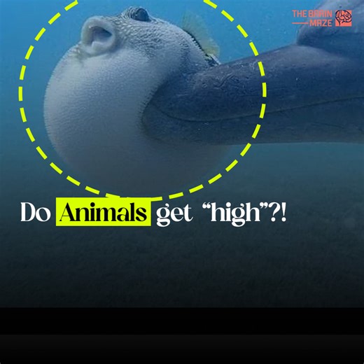 15K views · 126 reactions | Believe it or not, dolphins aren't the...