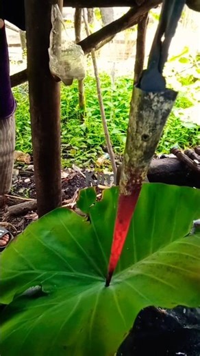 How to bend a palm tree grip using blacksmith techniques 👍 😅#blacksmith #kerajinantangan