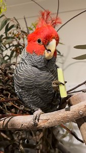 Mr. Chester is enjoying his fave Broccoli stick snack / bonding with Dad before going back to bed 🙂 He loves his veggies especially broccoli 🙂 #snack #healthyfood #veggies #broccoli #parrotsofinstagram pets melbourne petstagram animalsofinstagram parrot parrotlovers parrots_life chestercockatoo cockatoo ganggangcockatoo ganggang bonding cyanmacaw bubbacyan bubbacyanmacaw macaw bluegoldmacaw pet petparrot australia | Mr. Chester, The Gang-gang Cockatoo