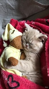 7.4K views · 426 reactions | POV: You said ‘I’m never leaving this bed’ and meant it 笠✨ This is your daily reminder to cancel your plans, grab a cuddle buddy and nap like a tiny CEO of cozy. #CuddleMode #KittenTok #SoftLife | Cute Naughty | Facebook