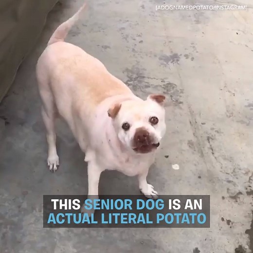 Okay, so this dog isn’t a literal potato. But he looks like one. Which is why they named him - you guessed it - POTATO. 🥔 | BarkBox