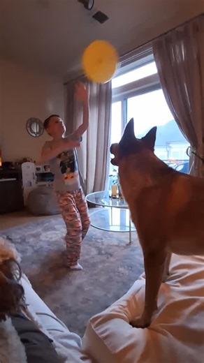 18 reactions | Keepie upies Bacon is a pro #redheeler #australiancattledog #dog #baloon #puppy | Nicholas Russo | Facebook