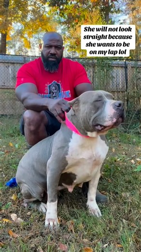 Buff N Blue Bullies Baby on Instagram: "One of a kind female right here. And she’s daughter to my big boy Premro! She’s already a proven producer and I cannot wait to see these badass pups between her and TICKEDOFF. #xlbully #buffnbluebulliesbaby"