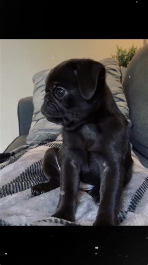 Understanding Pug Puppy Whining: Tips for Pet Owners