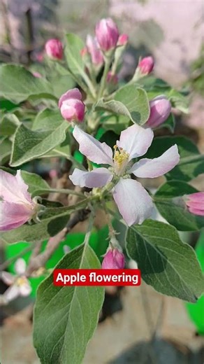 Apple Tree Flowering in Grow Bags 🌸 | Home Garden Success Story