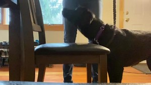 1K views · 64 reactions | Training doesn't stop through we're #stayinghome  Guide Dog Mobility Instructor, Anna, is training black Labrador, Daisy, to target a chair for her future handler. #GDFMondayMotivation *During this time, our needs are emerging daily from check-ins with our grads, to supplying food and care for our population of dogs both on and off campus. You can help by clicking the Donate button under our post today * | Guide Dog Foundation for the Blind | Facebook